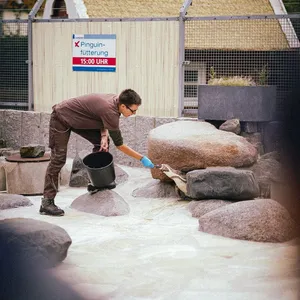Fütterung der Pinguine